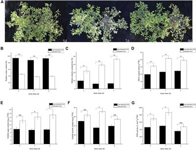 Transcriptome and Co-expression Network Analyses Reveal Differential Gene Expression and Pathways in Response to Severe Drought Stress in Peanut (Arachis hypogaea L.)